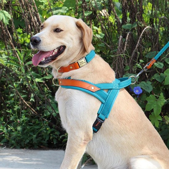 Harnais chien anti traction doux  bleu