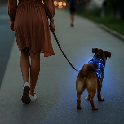 harnais chien bleu sur chien en soiree