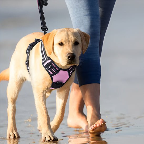 harnais chien réfléchissant j aune marche plage