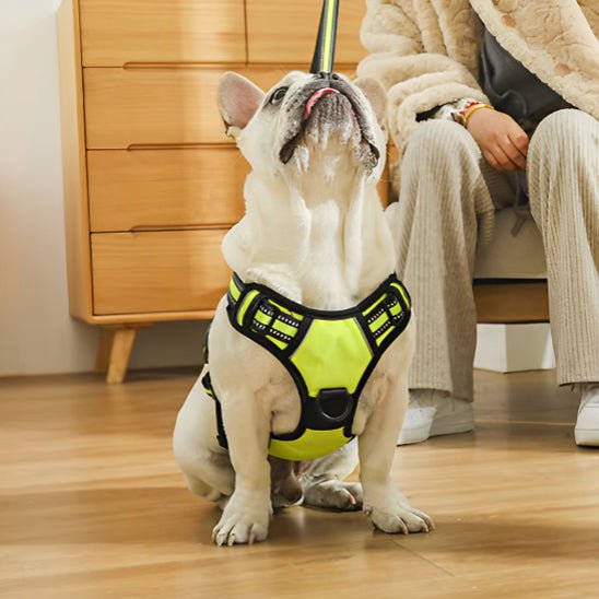 harnais chien réfléchissant-jaune