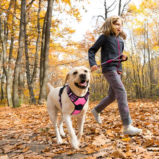 harnais chien réfléchissant jogging foret