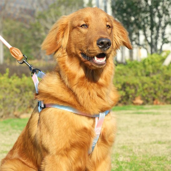 harnais chien rose bleu sur chien assis