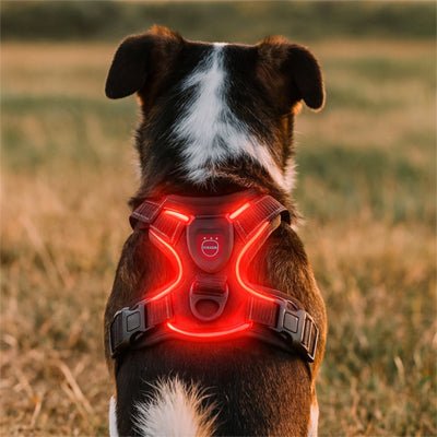 harnais chien rouge sur chien en journee