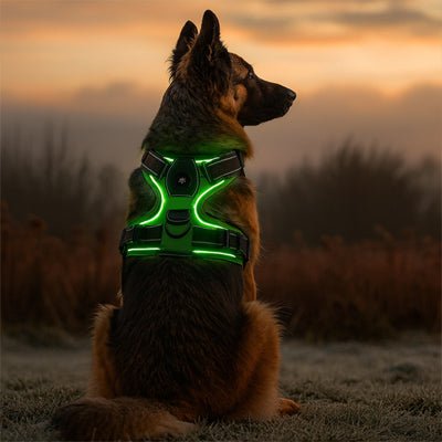 harnais chien vert sur chien en journee_2