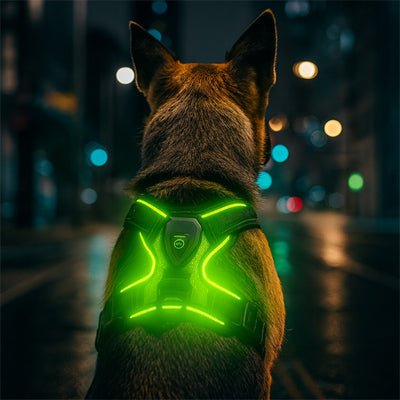 harnais chien vert sur chien en nocturne