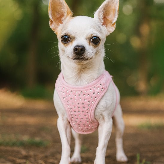 harnais petit chien diamanté rose frontal