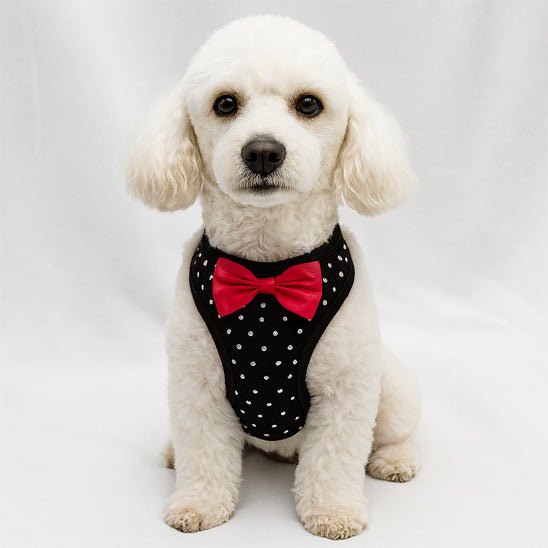 harnais petit chien diamanté smoking chien assis