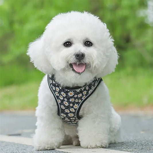 harnais petit chien imprimé floral--noir