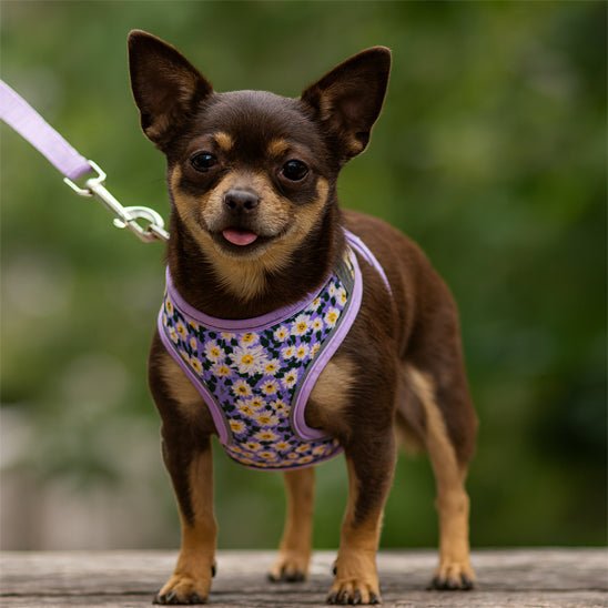 harnais petit chien imprimé floral chihuahua
