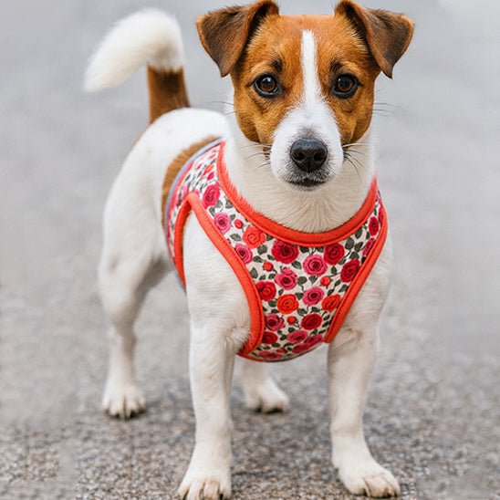 harnais petit chien imprimé floral-rouge