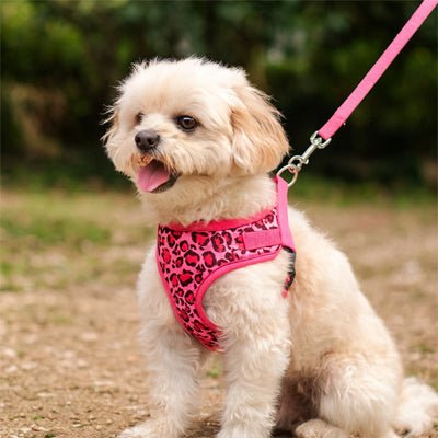 harnais petit chien léopard fuchsia sur chien beige