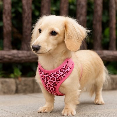 harnais petit chien léopard fuchsia sur teckel