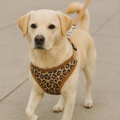 harnais petit chien léopard marron sur chien beige-clair