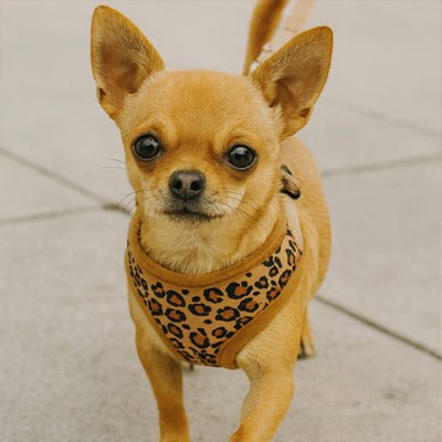 harnais petit chien léopard marron sur chien beige
