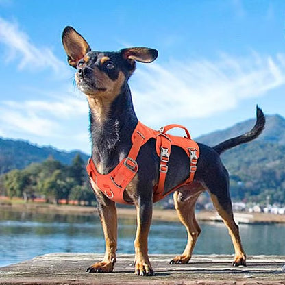 harnais pour chien anti-fuite sur chien bord lac