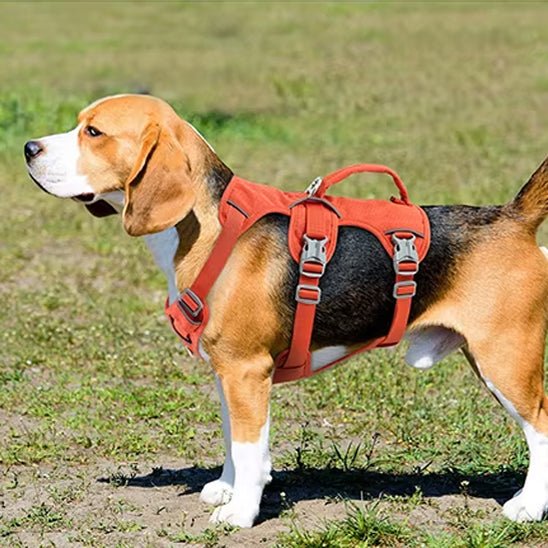 harnais pour chien anti-fuite sur chien dans l'herbe