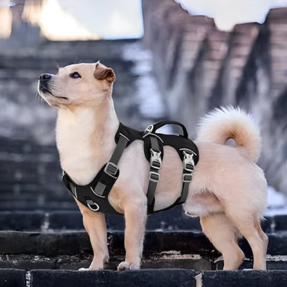 harnais pour chien anti-fuite sur chien montant escaliers