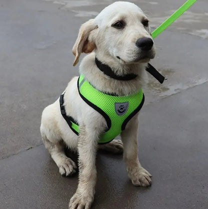 harnais pour chien DogHarnessLeadLeash vert