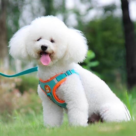 harnais pour chien DogJoy-bleu