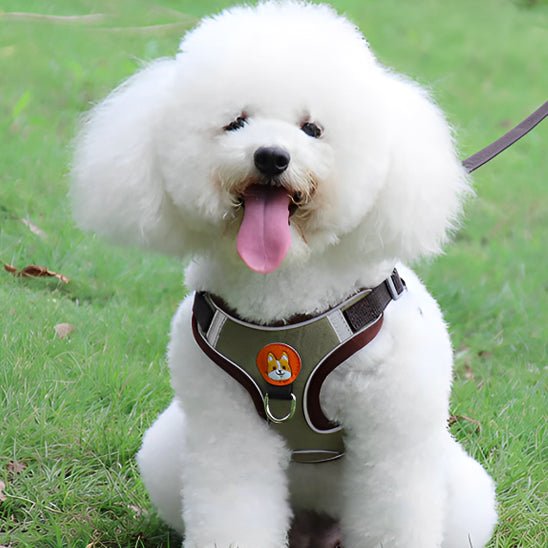 harnai s pour chien DogJoy-marron