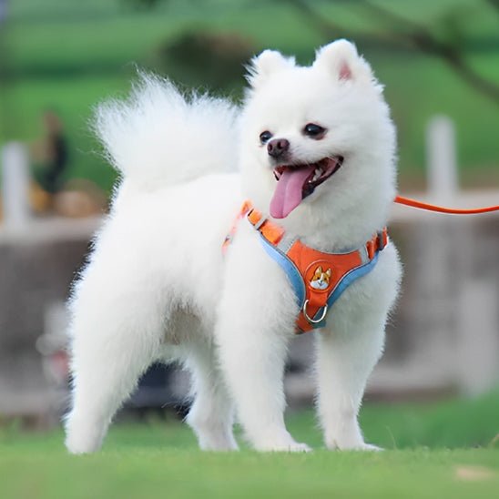 harnais pour chien DogJoy-orange