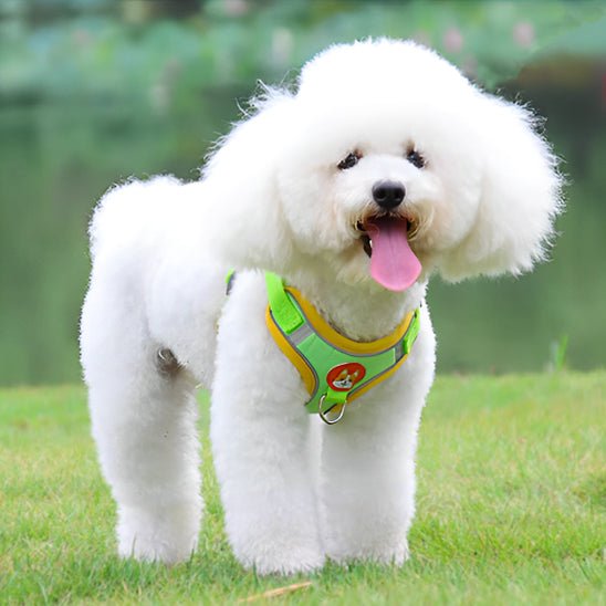 harnais pour chien DogJoy-vert