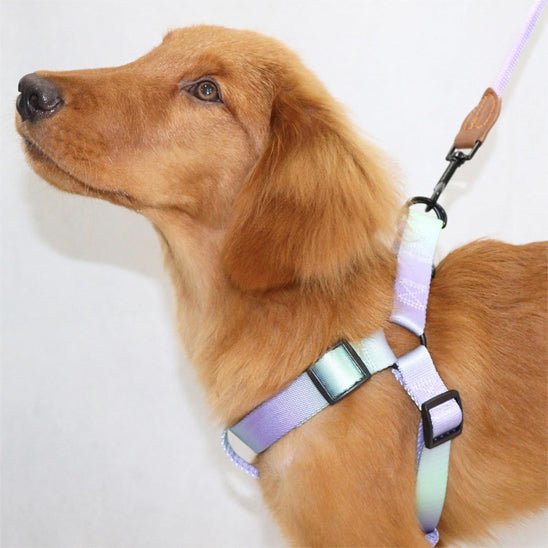 harnais pour chien en degradée sur chien debout