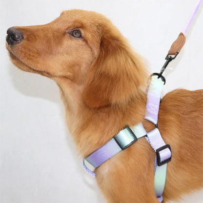 harnais pour chien en degradée sur chien debout