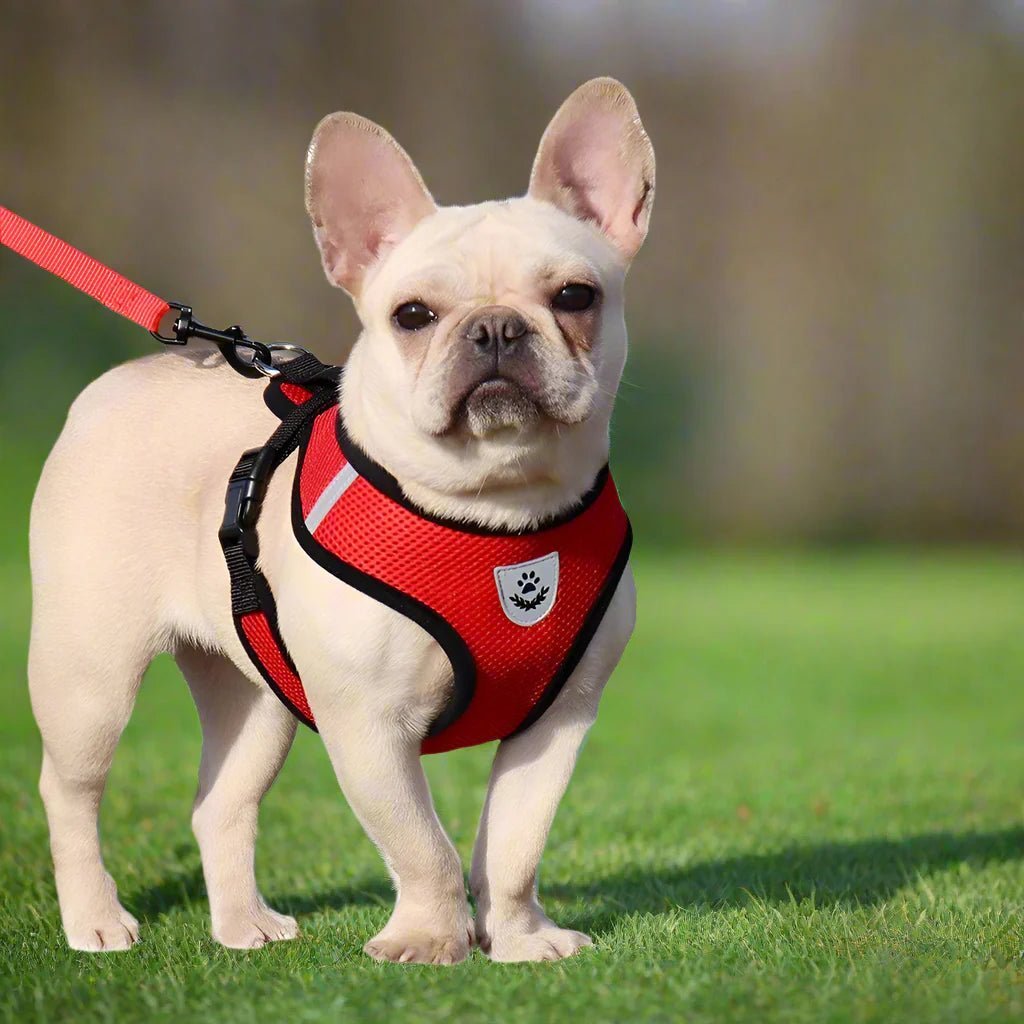 harnais pour chien DogHarnessLeadLeash rouge