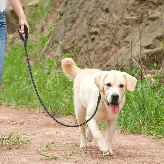homme balade labrador portant laisses pour chiens
