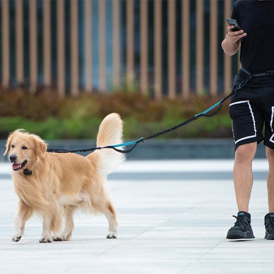 homme pause regarde gsm chien portant laisse canicross Ergo Run