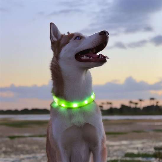 Husky portant collier lumineux chien NightSafe vert