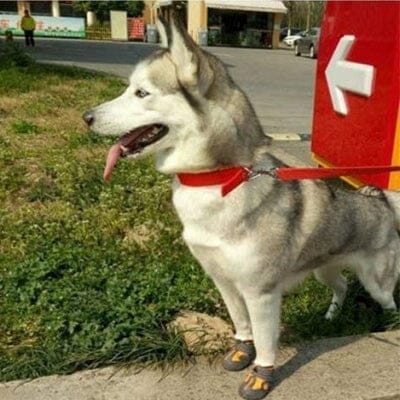 Husky avec chaussure pour chien PetDogShoes-orange