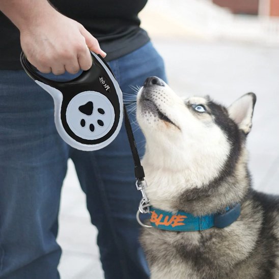 husky avec laisse enrouleur petsecure