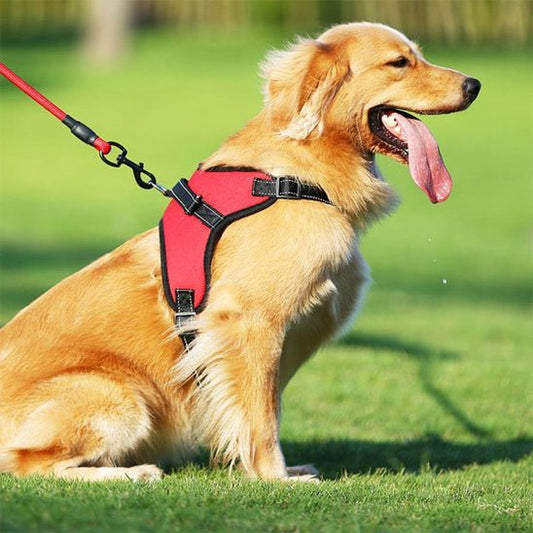 Labrador assis avec harnais anti traction selle
