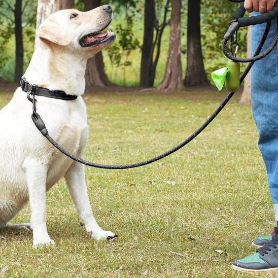 Labrador assis entrainement laisse pour chien solide