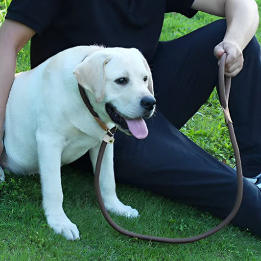 Labrador assis portant laisse chien tressée ajustable