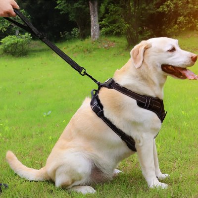 Labrador assis  portant laisse de chien Ergo-Comfort noir