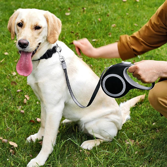  labrador assis portant laisse pour chien enrouleur