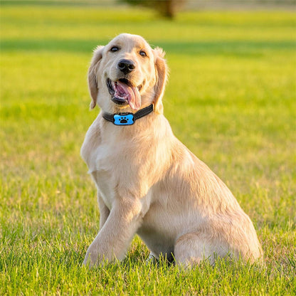 Labrador assis sur l'herbe portant collier de dressage pour chien Vibrato calm