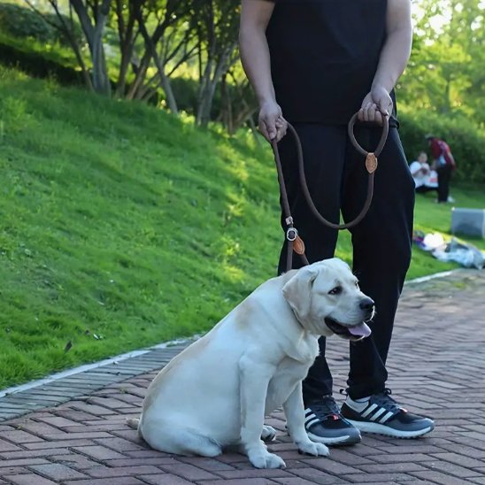 Labrador au pied portant laisse chien tressée ajustable
