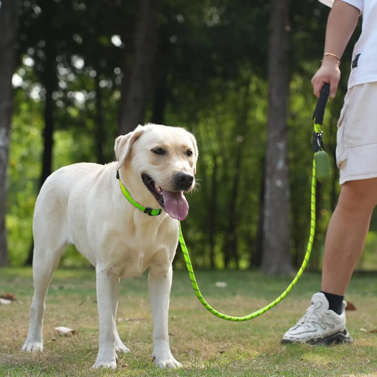 Labrador balade forêt laisse pour chien solide