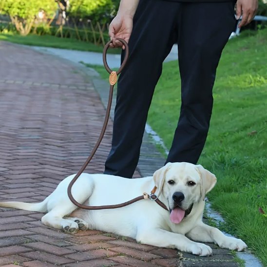 Labrador couché au pied portant laisse chien tressée ajustable