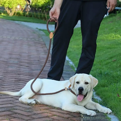 Labrador couché au pied portant laisse chien tressée ajustable