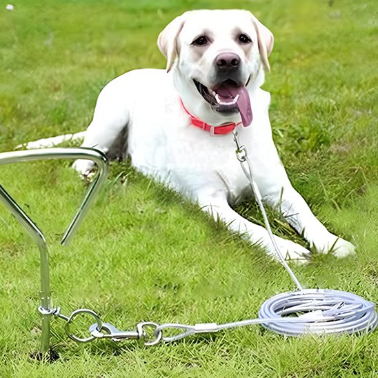 Labrador couché portant laisse chien longue distance
