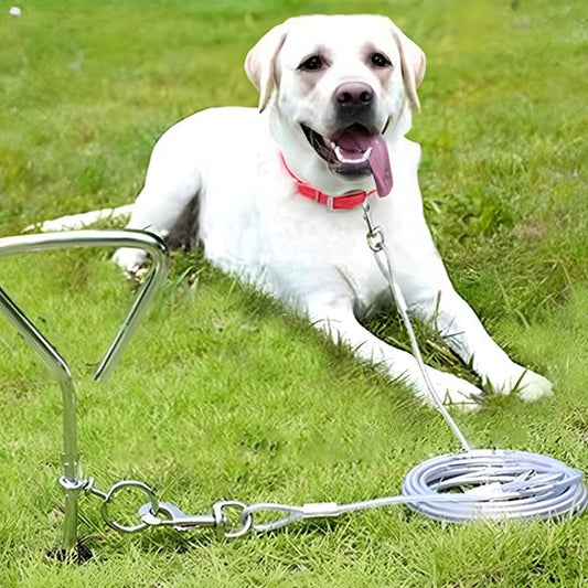 Labrador couché portant laisse chien longue distance