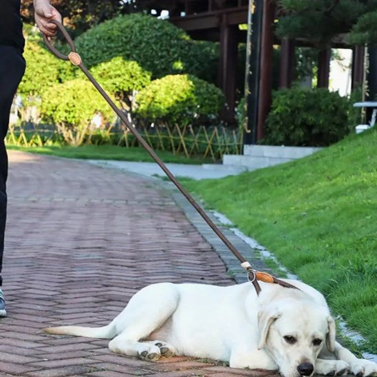 Labrador couché portant laisse chien tressée ajustable