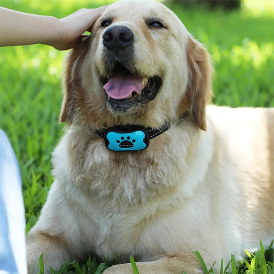 Labrador couché sur l'herbe portant collier de dressage pour chien Vibrato calm