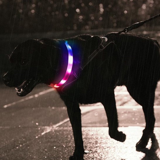  Labrador noir avec collier lumineux chien Shiny 