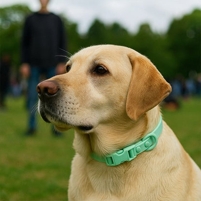 Labrador portant collier chien FancyDog  vert